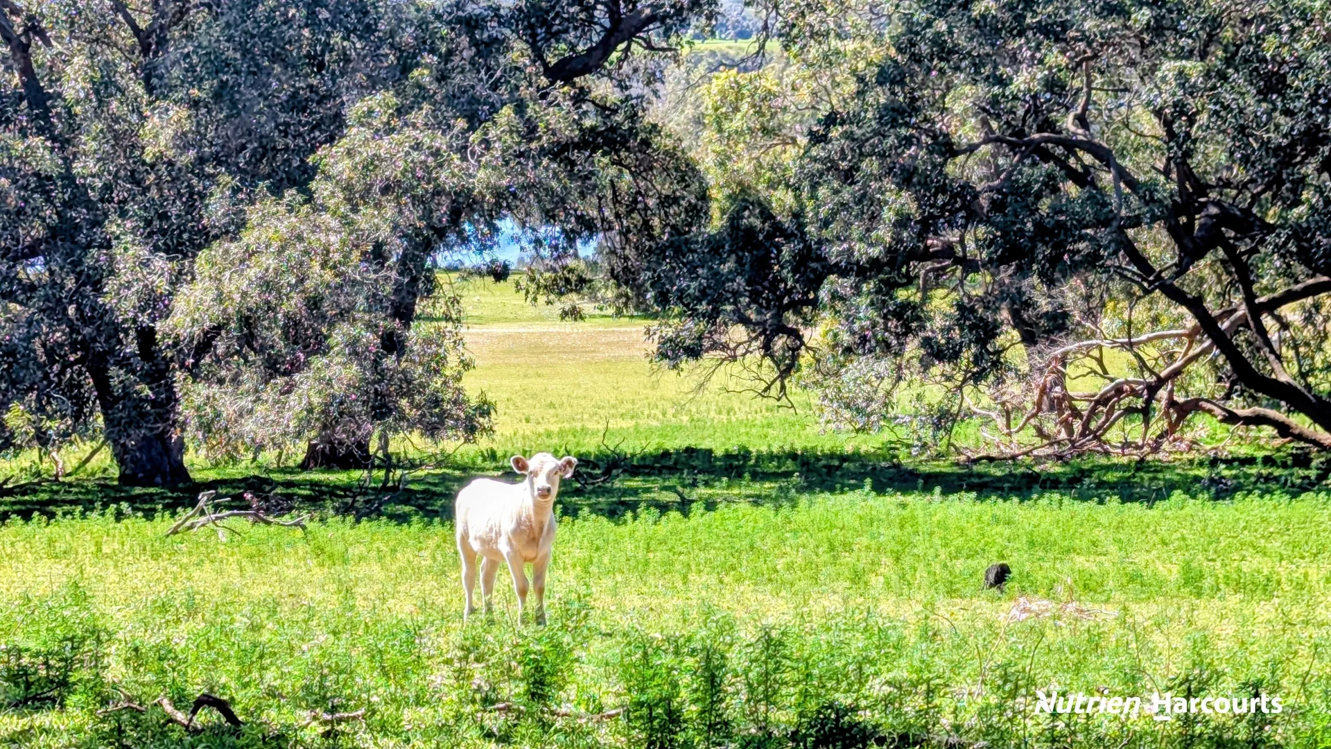 Additional image 29 of Lot 53 Cowalla Road, Cowalla WA 6503