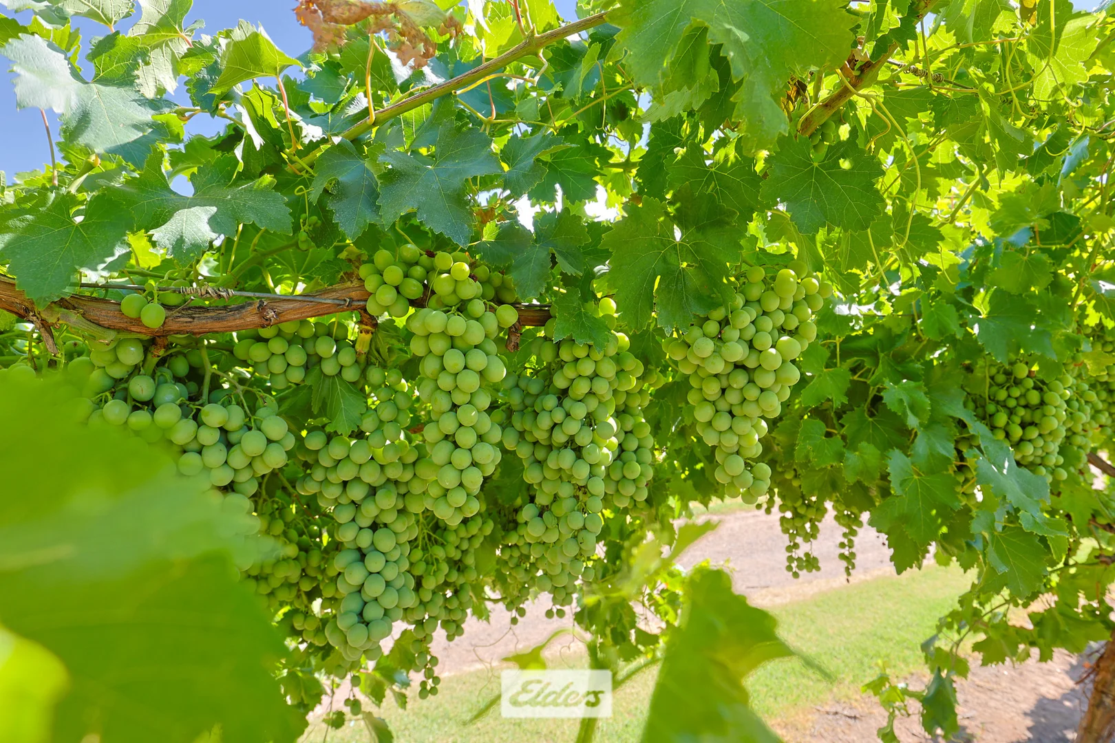 Additional image 21 of 388 Gol Gol North Road, Gol Gol NSW 2738