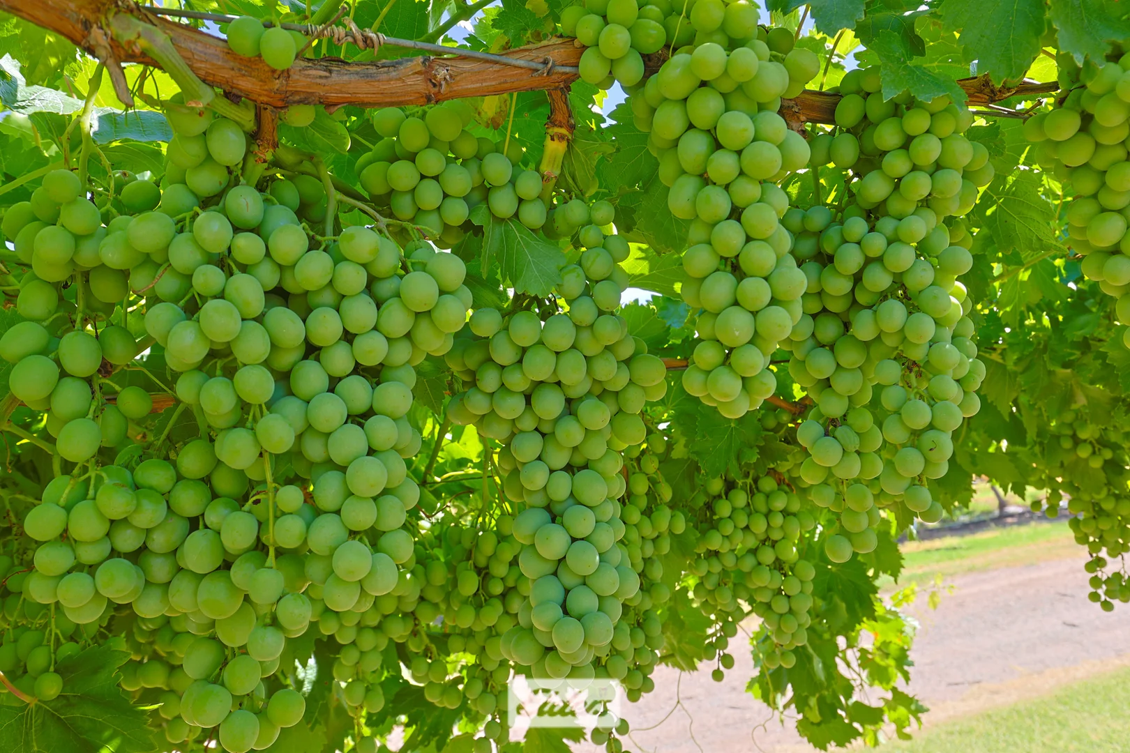 Additional image 22 of 388 Gol Gol North Road, Gol Gol NSW 2738