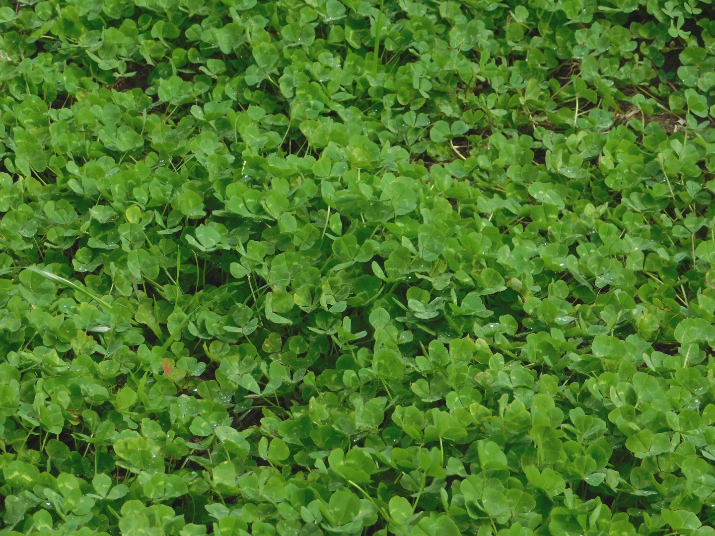 Additional image 6 of 16472 Dukes Hwy, Bordertown SA 5268