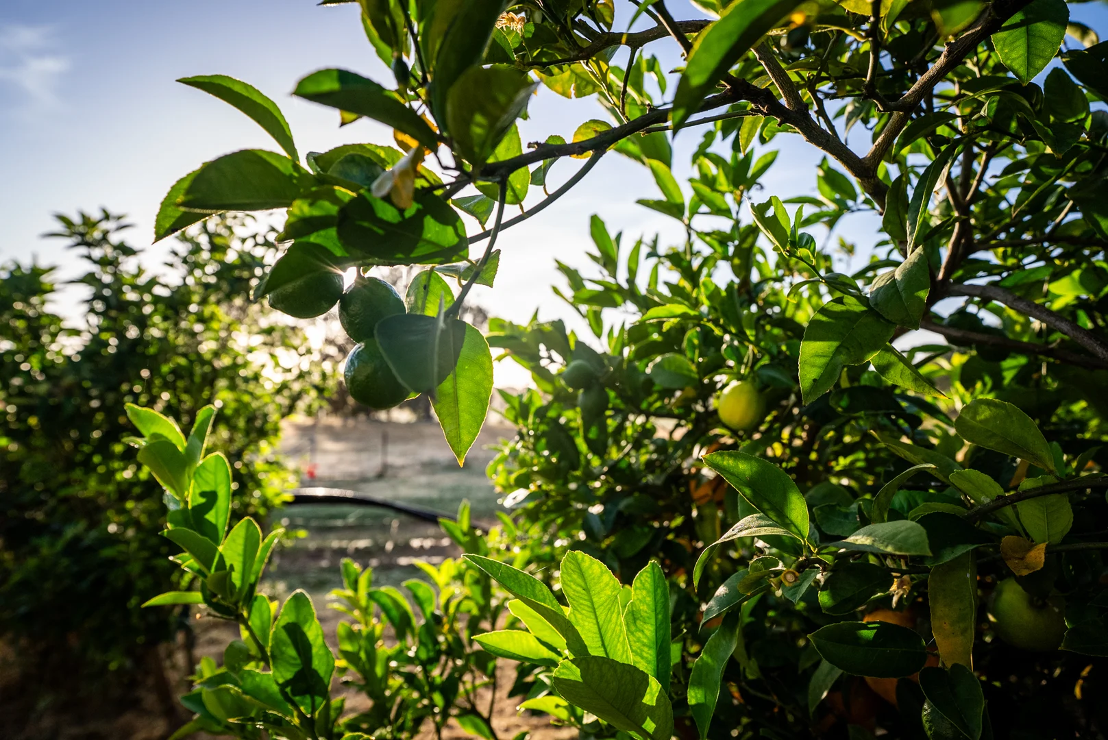 Additional image 10 of 89 Worgan Road, Metricup WA 6280