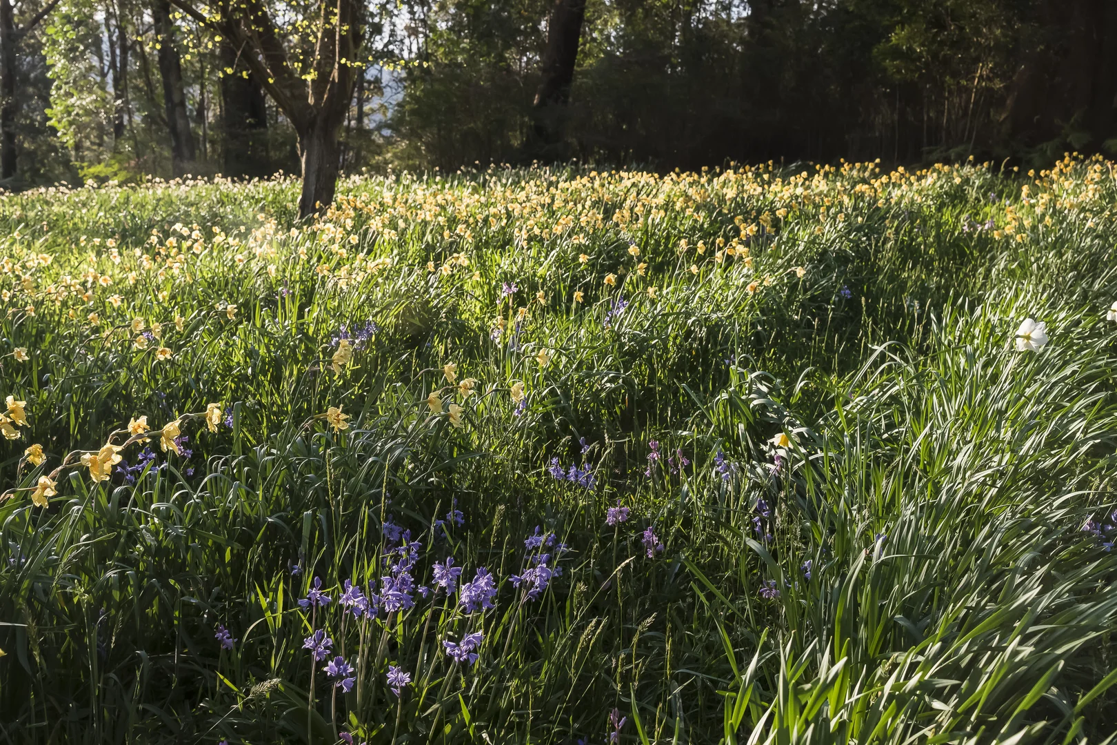 Additional image 25 of 33-41 Skyline Road, Mount Tomah NSW 2758