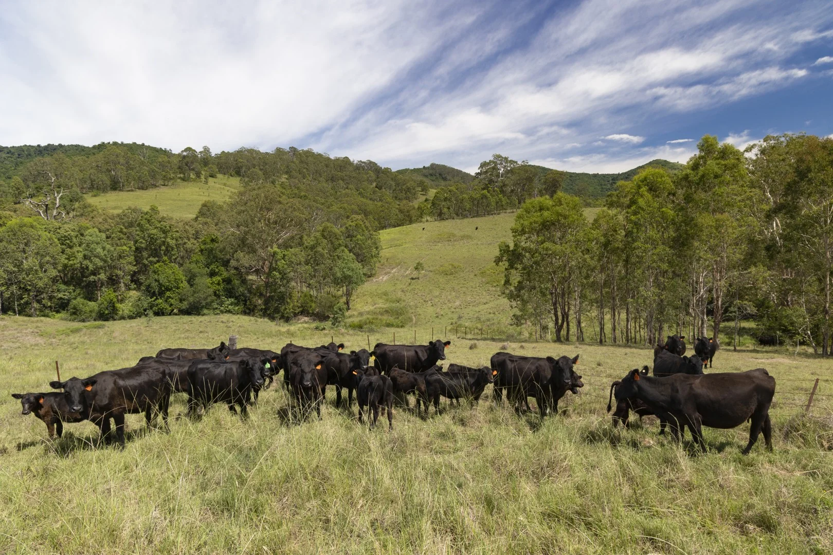 Additional image 7 of 659 Bakers Creek Road, Gloucester NSW 2422