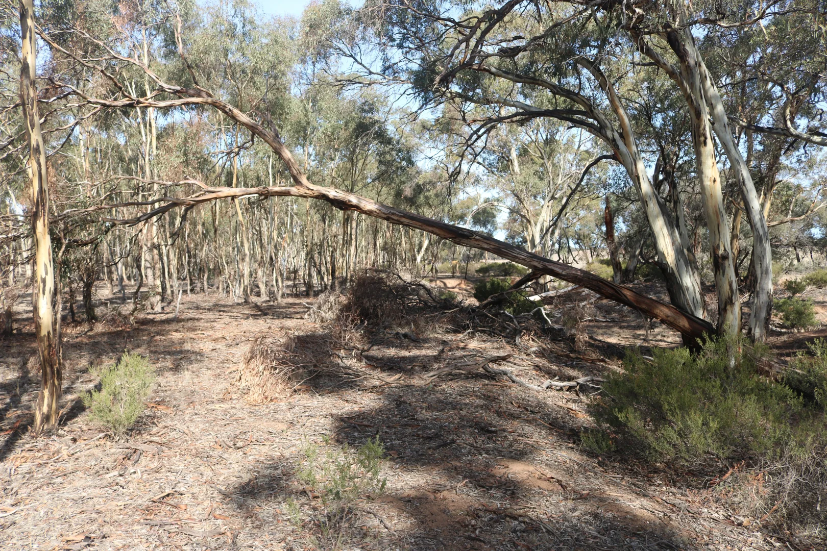 Additional image 16 of Old Boort Road, Wedderburn VIC 3518