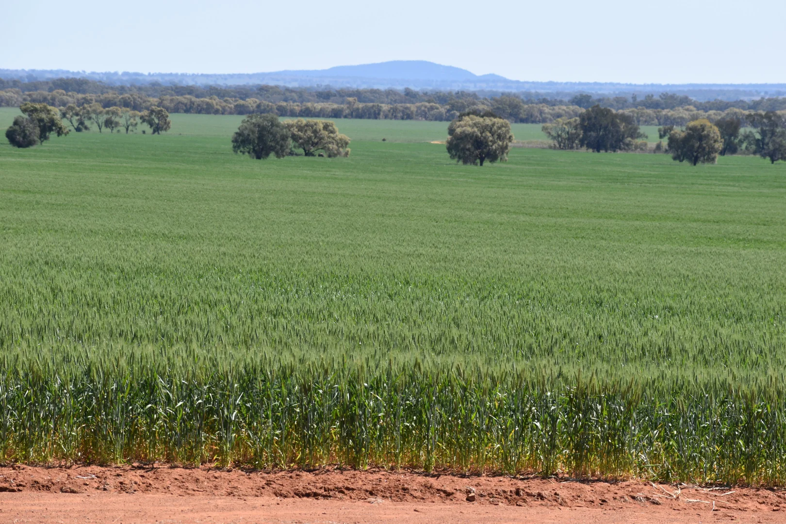 Additional image 12 of 2190 Yarrabandai Road, Trundle NSW 2875