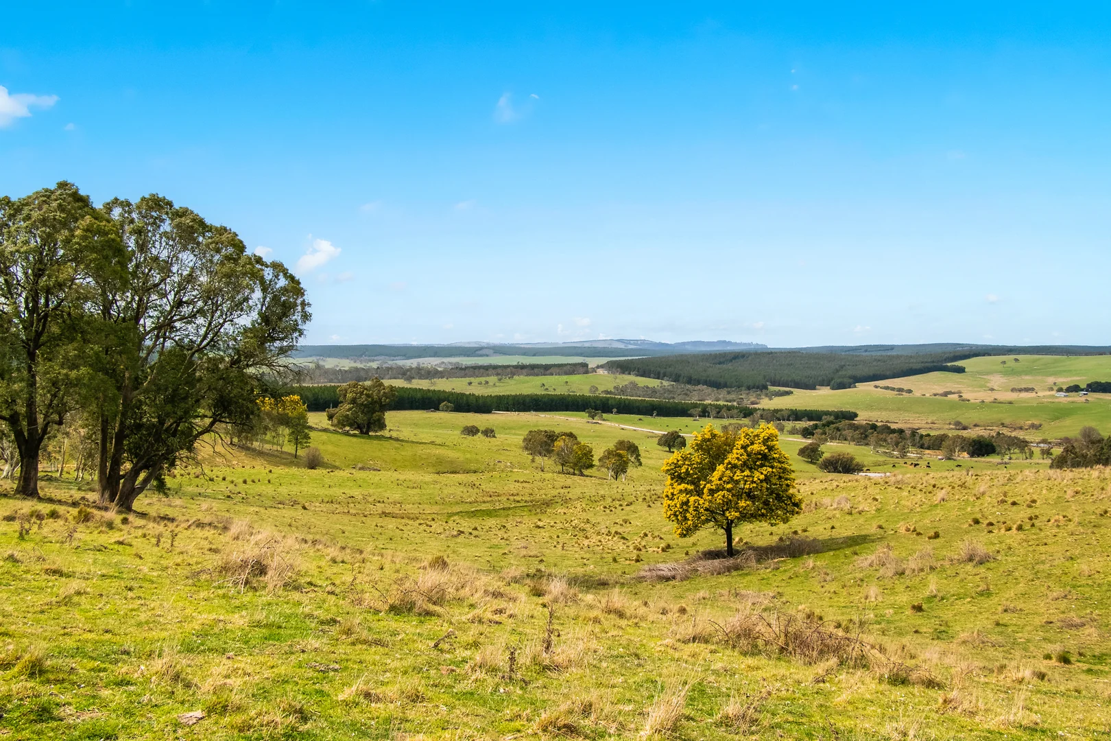 Additional image 21 of 171 Big Flat Road, Bombala NSW 2632