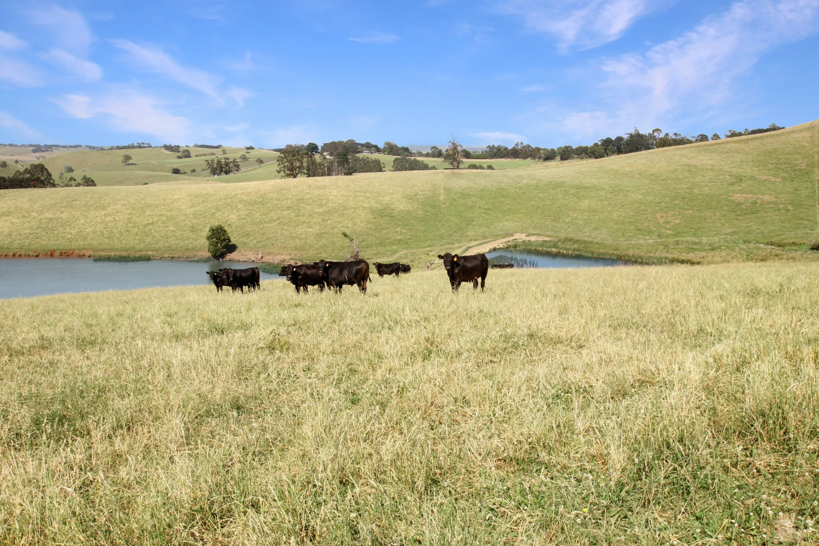 Additional image 6 of 3233 Strzelecki Highway, Mirboo North VIC 3871