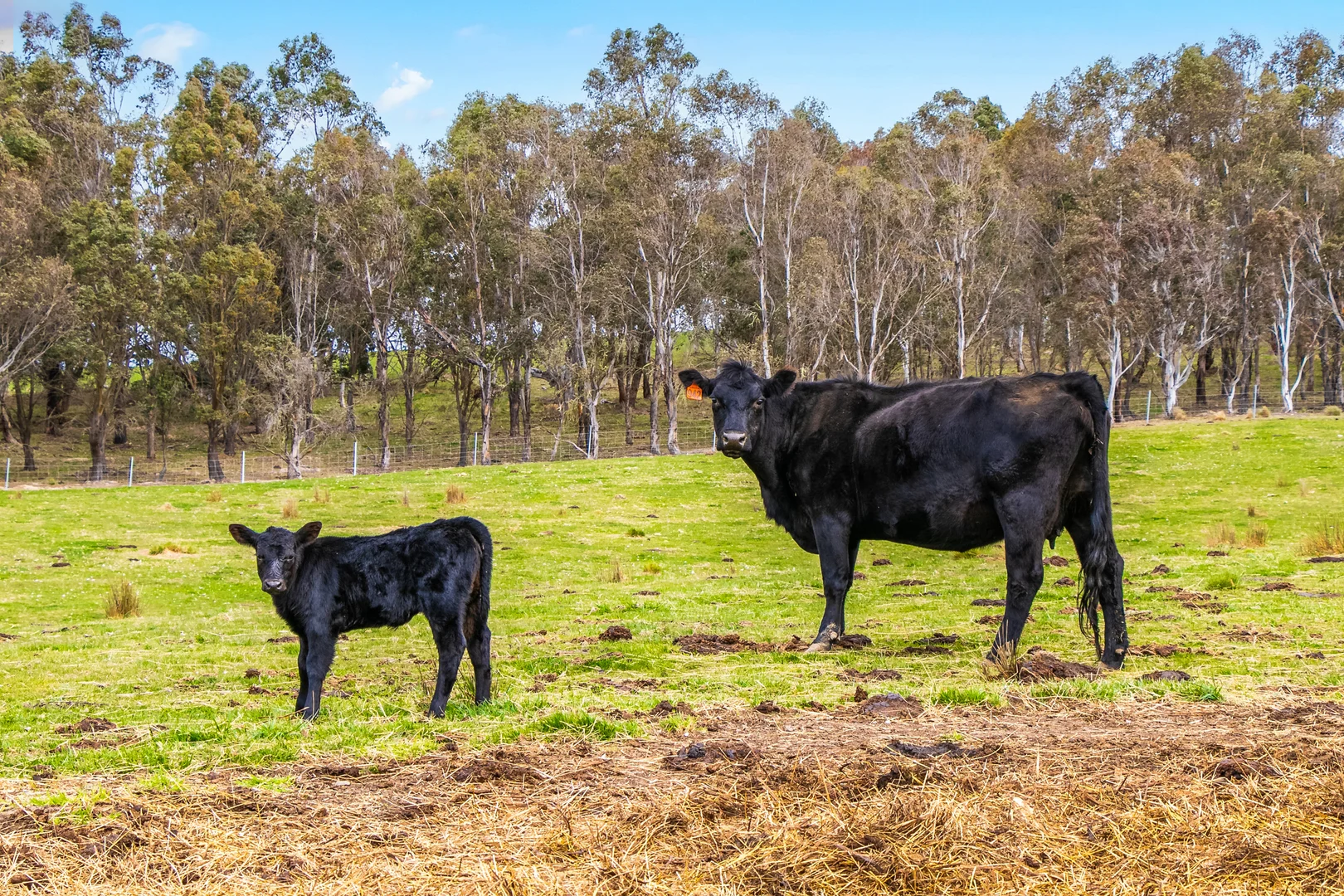 Additional image 19 of 171 Big Flat Road, Bombala NSW 2632