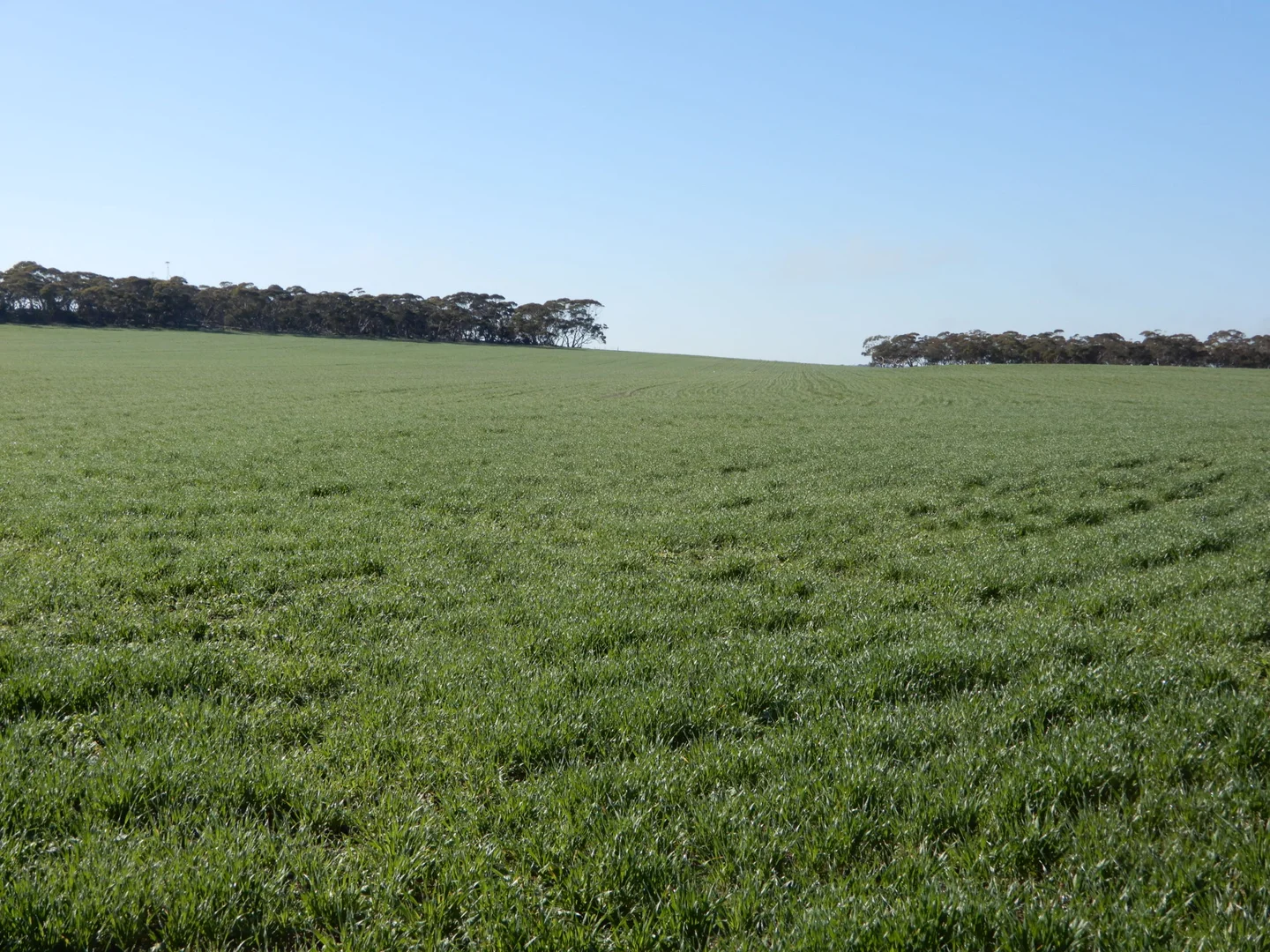 Additional image 8 of 281 Kielow Road, Peake SA 5301