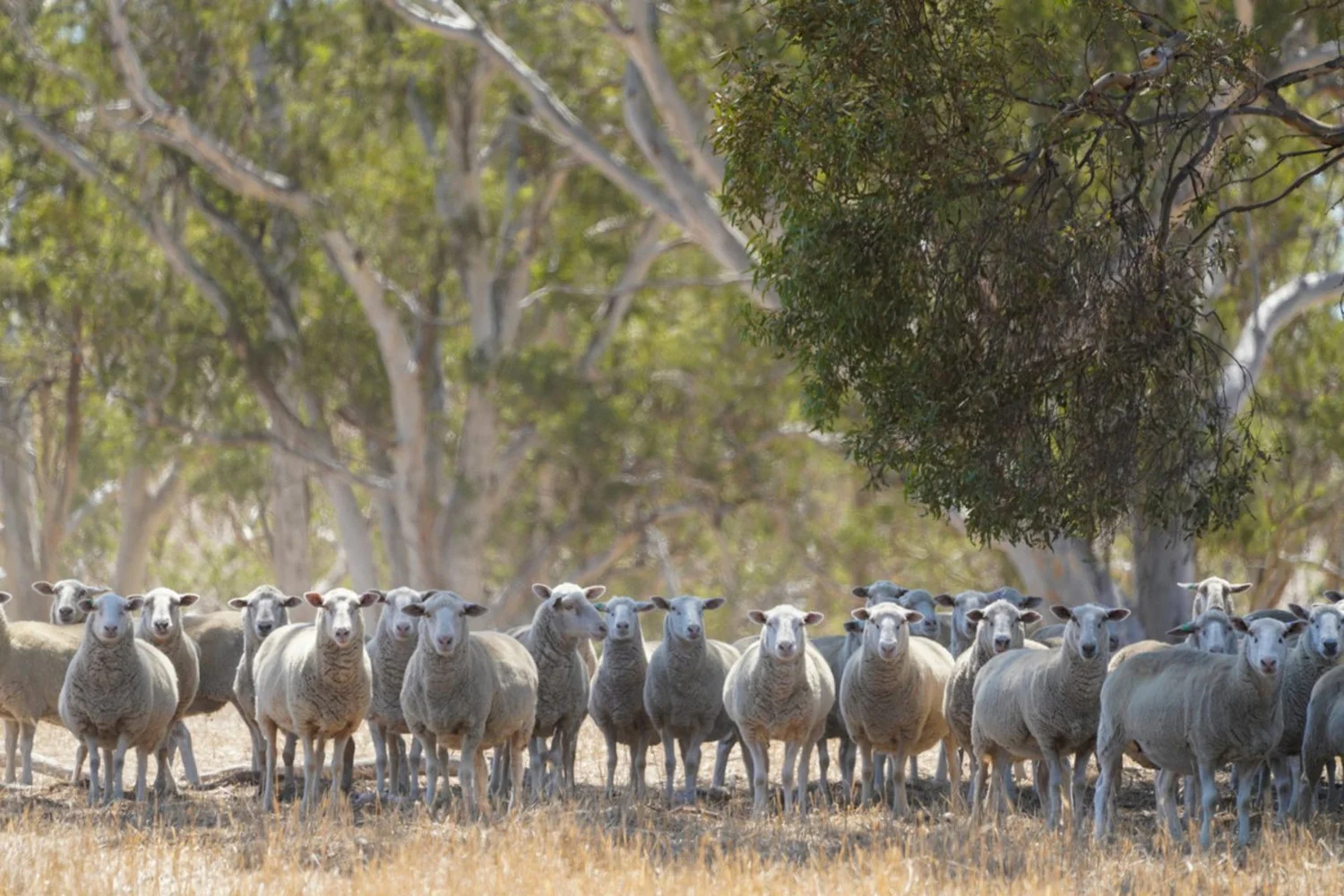 Additional image 28 of 3593 Nareen Road, Culla VIC 3315