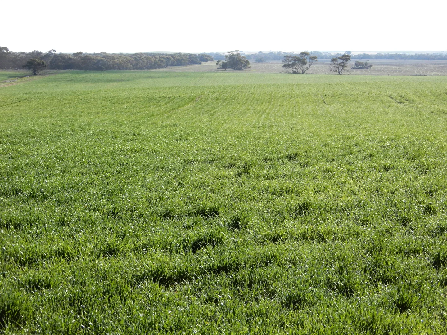 Additional image 2 of 281 Kielow Road, Peake SA 5301