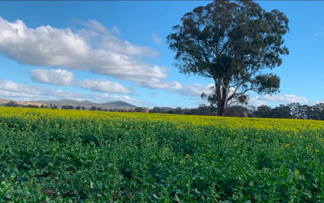 Additional image 5 of 2170 Adelargo Road, Grenfell NSW 2810