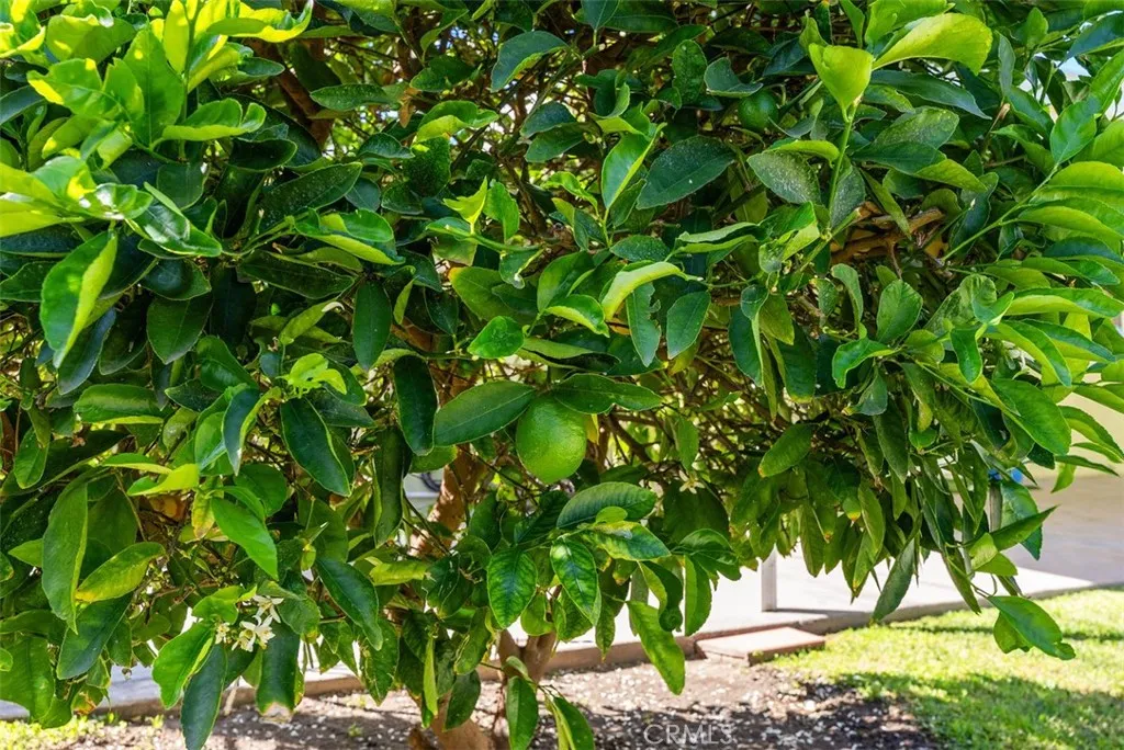 Additional image 28 of 8792 Grindlay St, Cypress, CA 90630