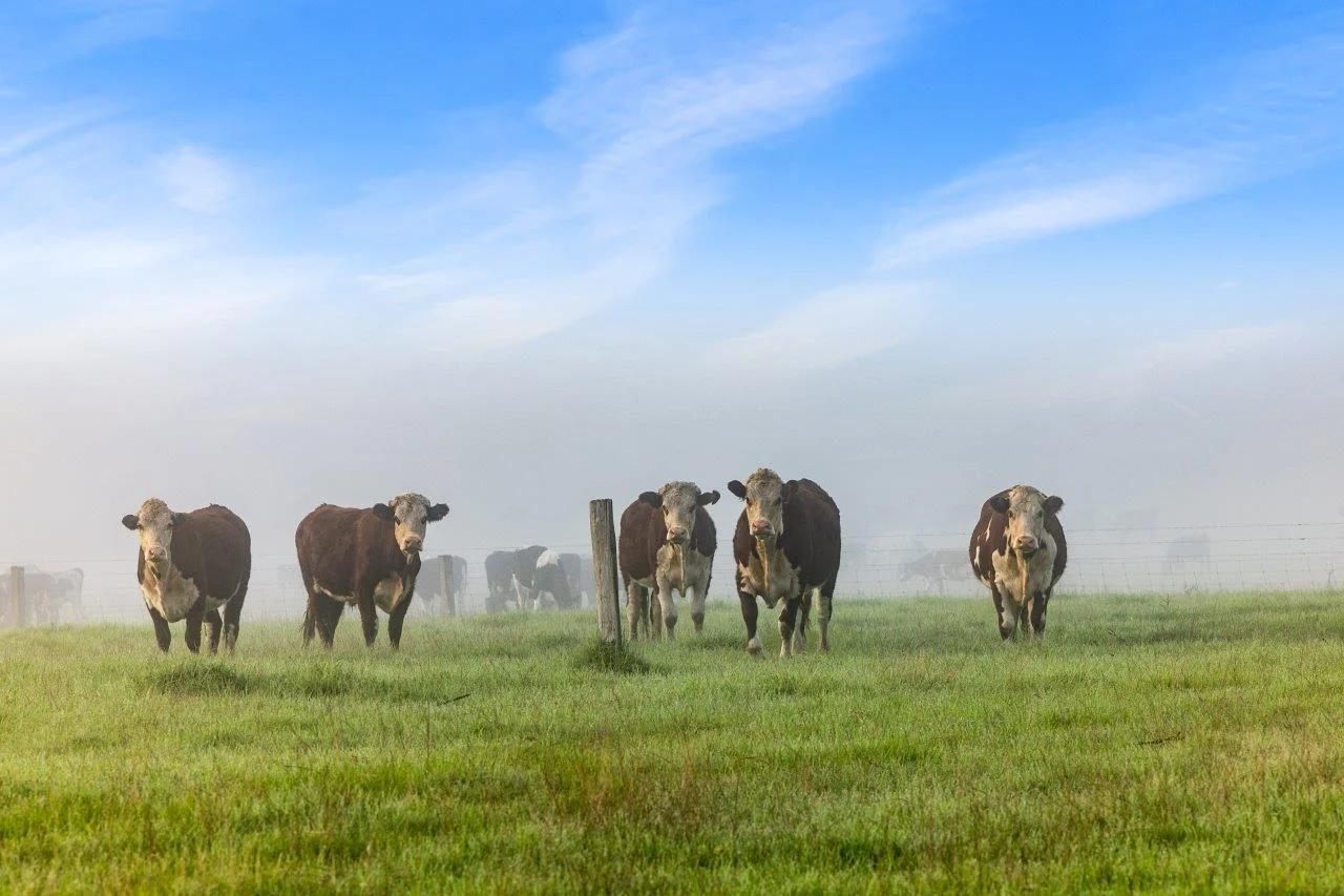 393 & 428 Sandy Flat Road, Brodribb River VIC 3888