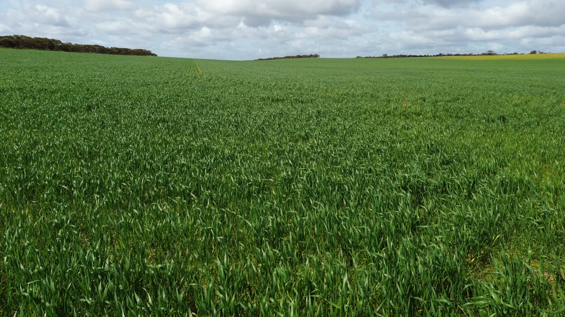 Additional image 2 of Lot/41 Skinner Road, Warramboo SA 5650