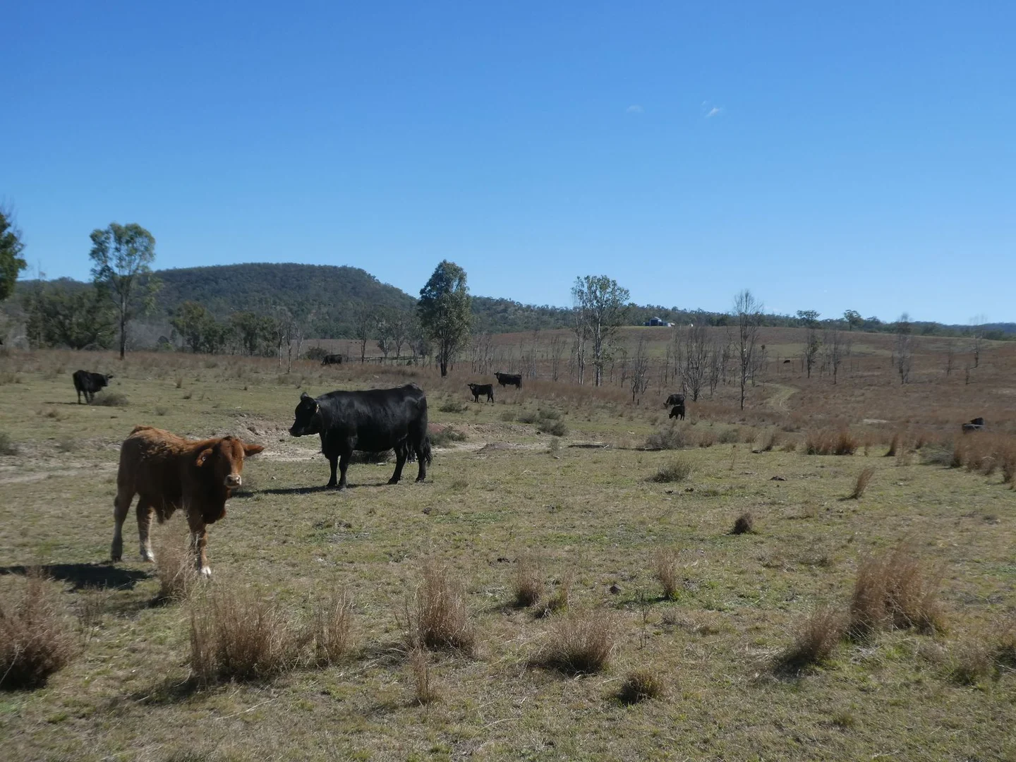 Additional image 21 of 59 Mungy Road, Mungy QLD 4671