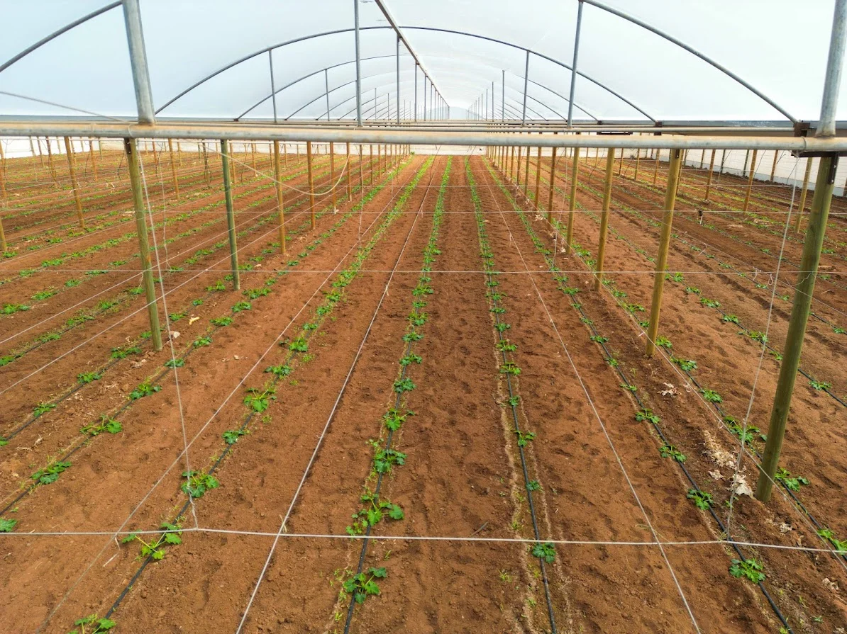 Additional image 3 of 56 Rowland Road, Virginia SA 5120