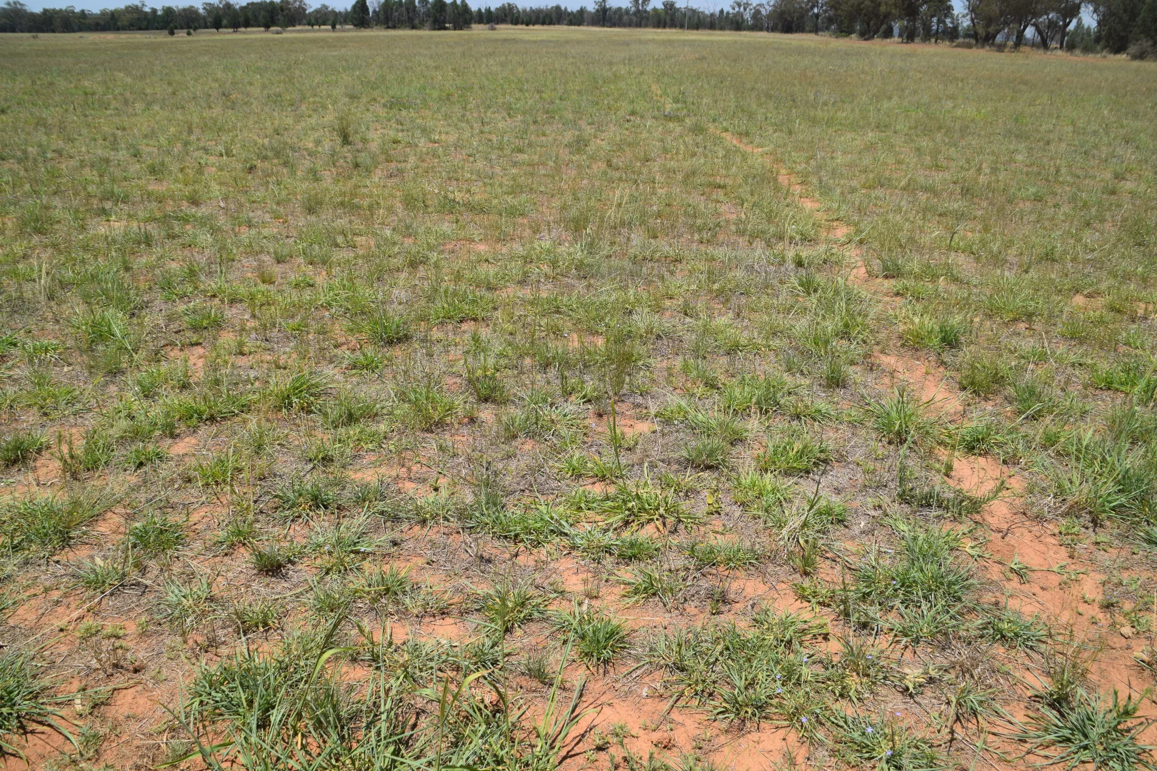 Additional image 17 of 'Illapa' 238L Narromine Road, Dubbo NSW 2830