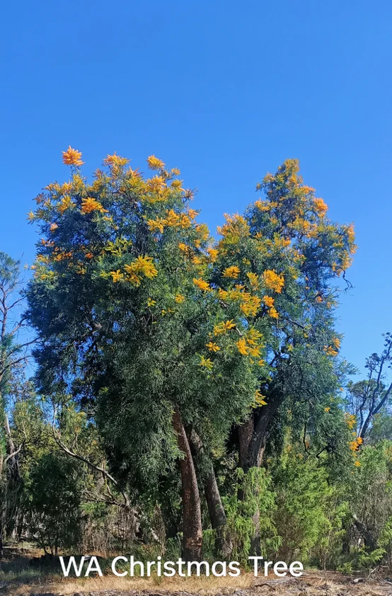 Additional image 9 of West Coolup WA 6214