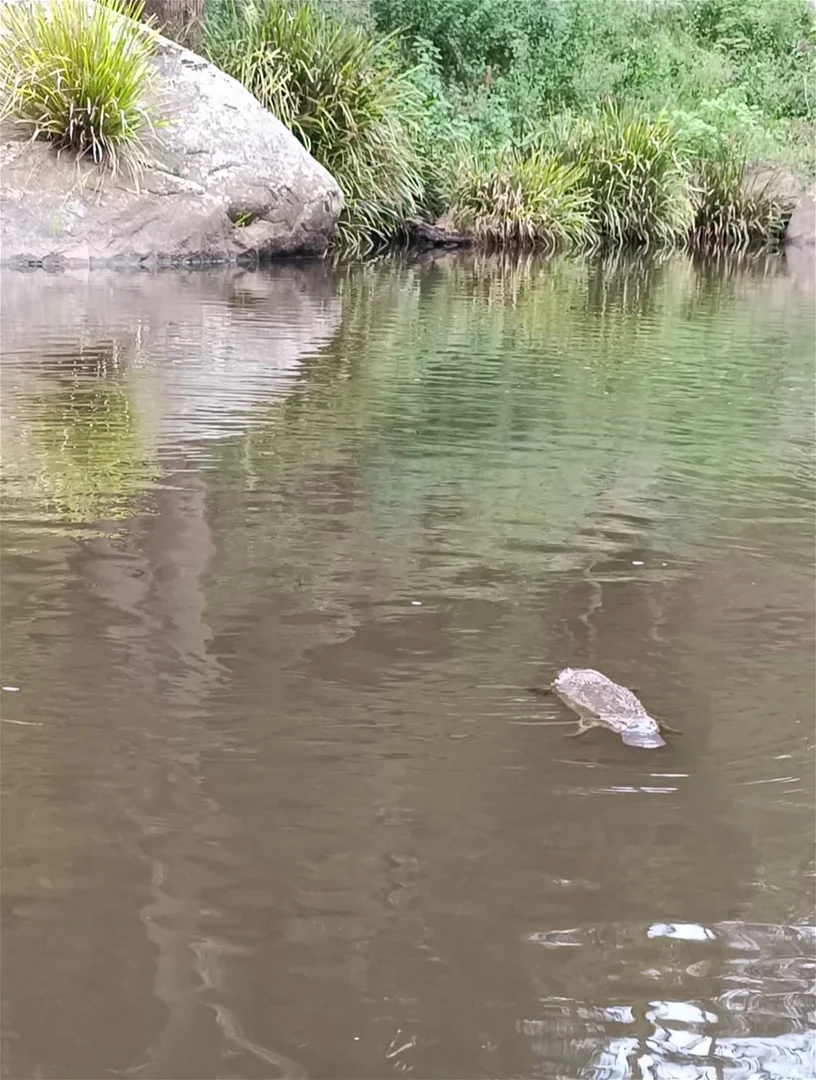 Additional image 33 of Dorrigo NSW 2453