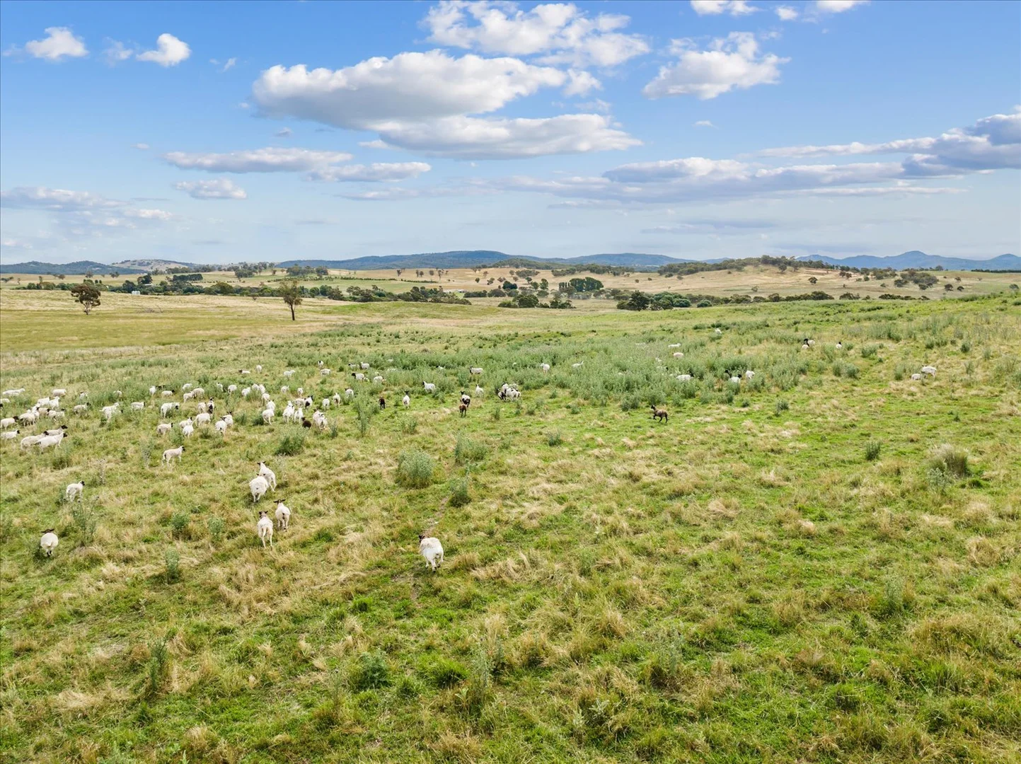 Additional image 6 of 4436 Jerangle Road, Captains Flat NSW 2623