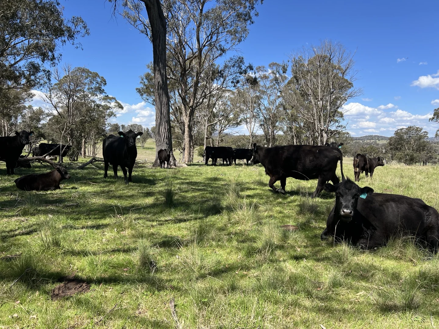Additional image 2 of 860 Bullock Mountain Road, Yarrowford NSW 2370