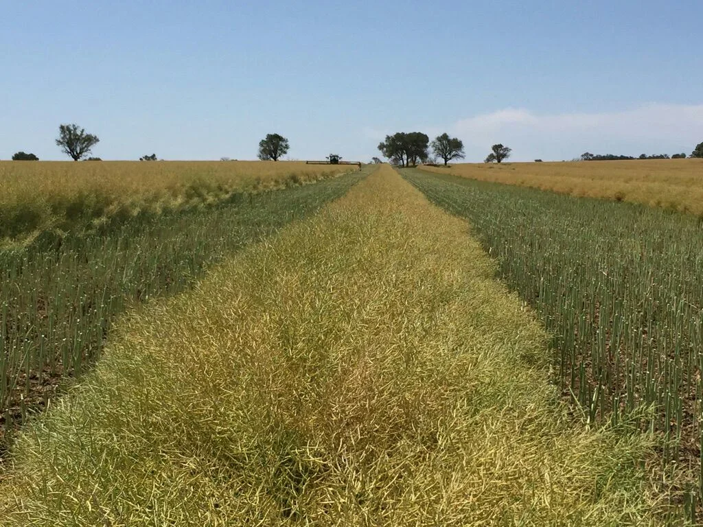 Additional image 4 of 1 Henry Lawson Way, Forbes NSW 2871