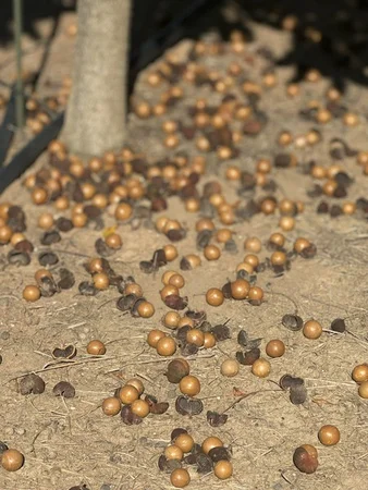 Additional image 2 of Skyring Reserve QLD 4671