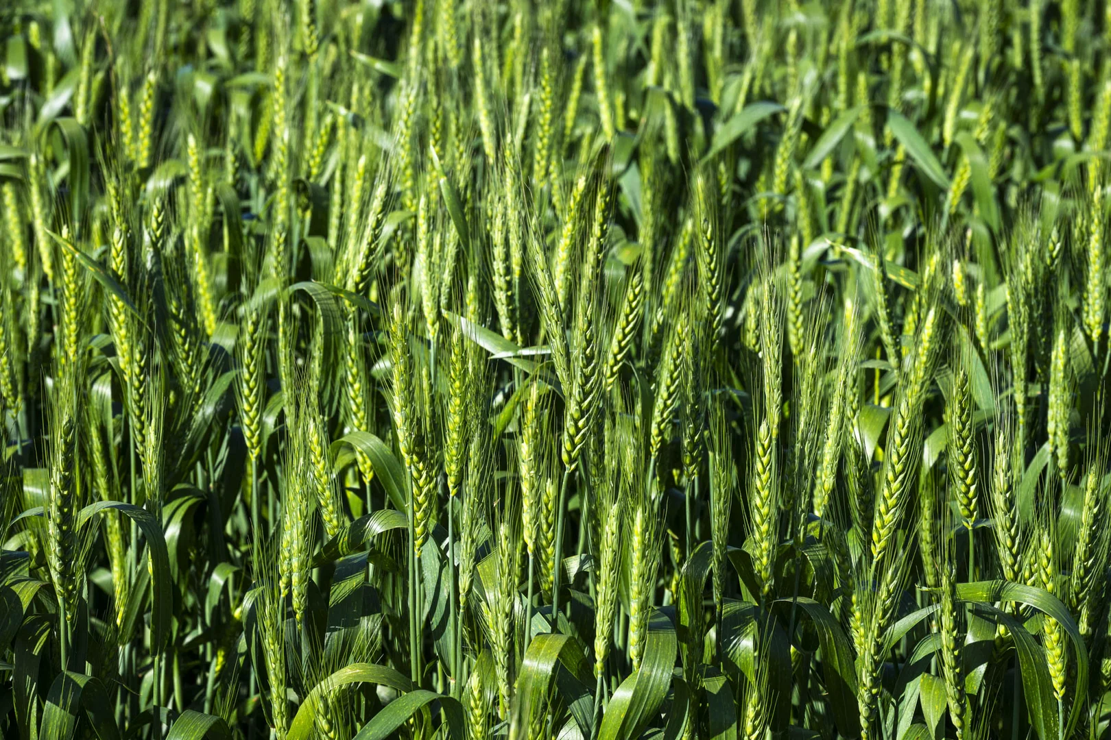 Additional image 21 of Midlands Road, Marchagee WA 6515