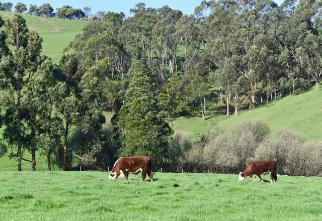 Additional image 12 of 65 McDowell Road, Ryanston VIC 3992