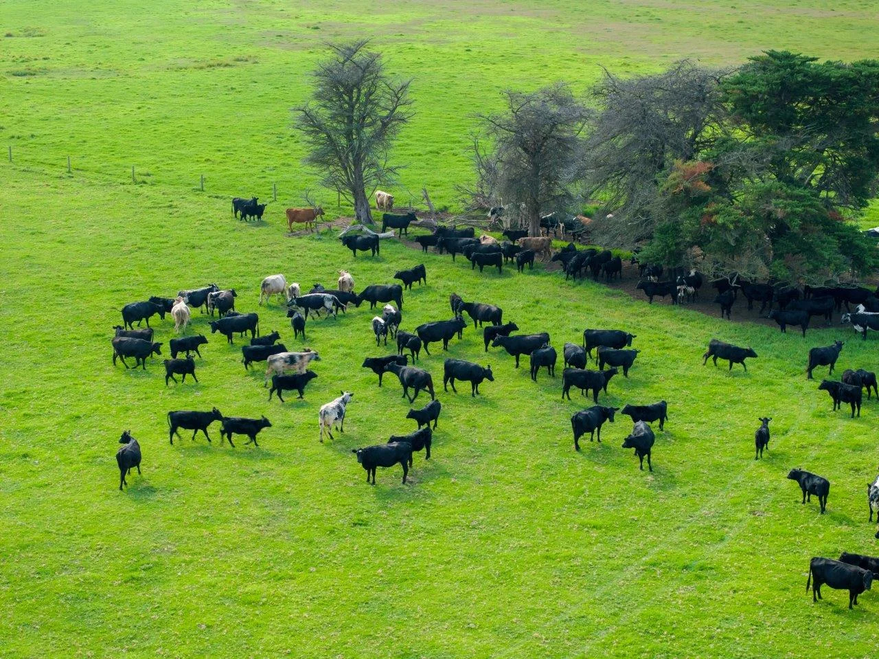 Additional image 3 of 393 & 428 Sandy Flat Road, Brodribb River VIC 3888