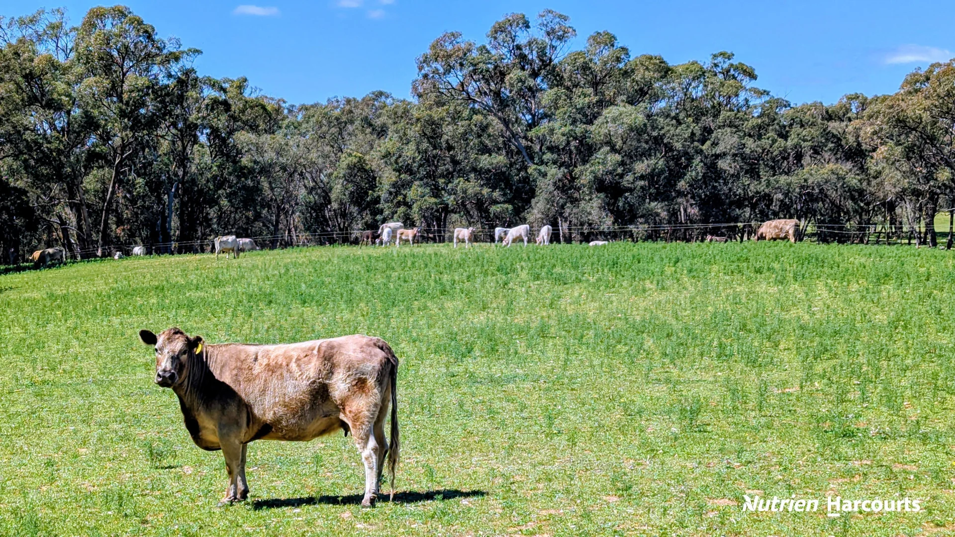 Additional image 24 of Lot 53 Cowalla Road, Cowalla WA 6503