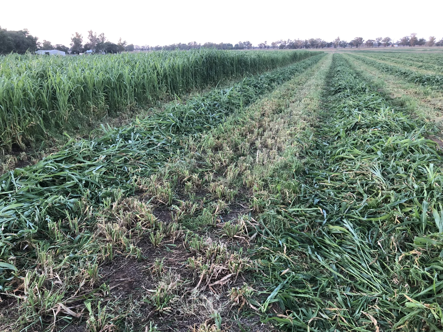 Additional image 24 of 4005 Lachlan Valley Way, Forbes NSW 2871