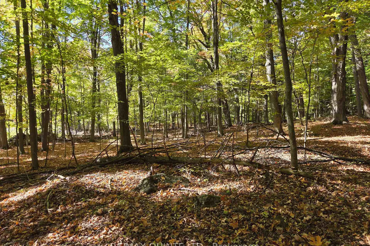 Additional image 15 of 551 Marlbank Road