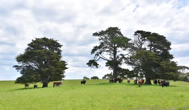 Additional image 11 of 65 McDowell Road, Ryanston VIC 3992