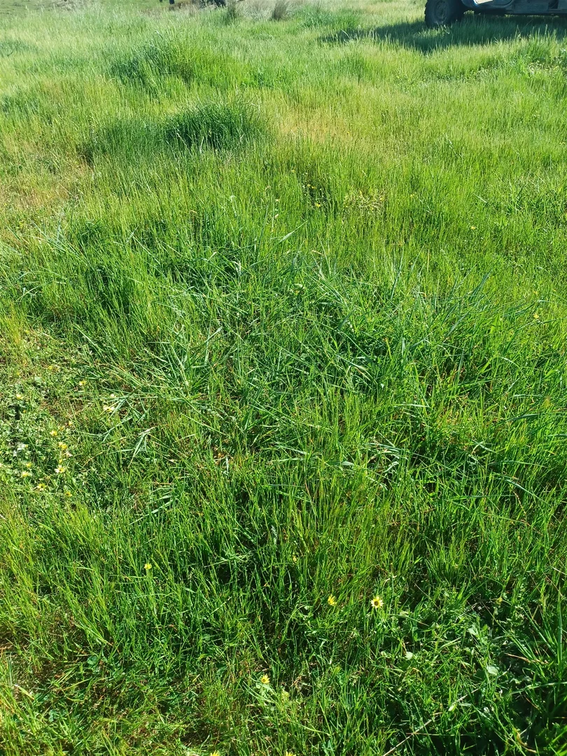 Additional image 4 of 3924 Hume Highway, Tarcutta NSW 2652