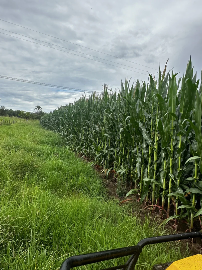 Additional image 4 of 119 Duck Creek Road, Old Bonalbo NSW 2469