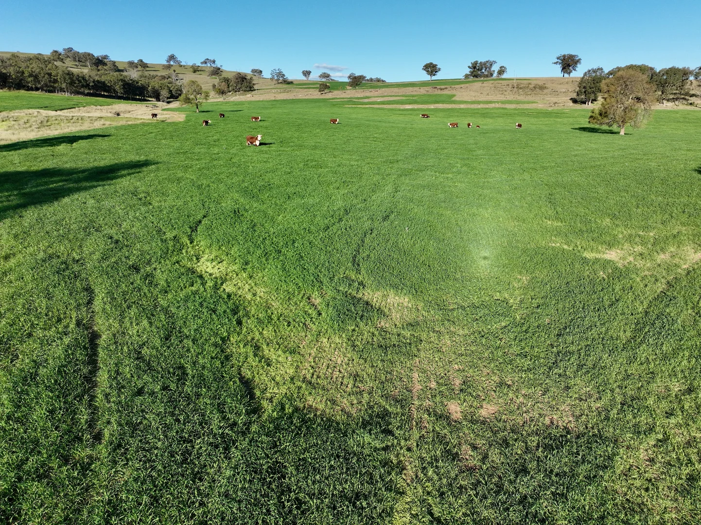 Additional image 7 of "Jemalong" 263 Collier Road, Coolah NSW 2843