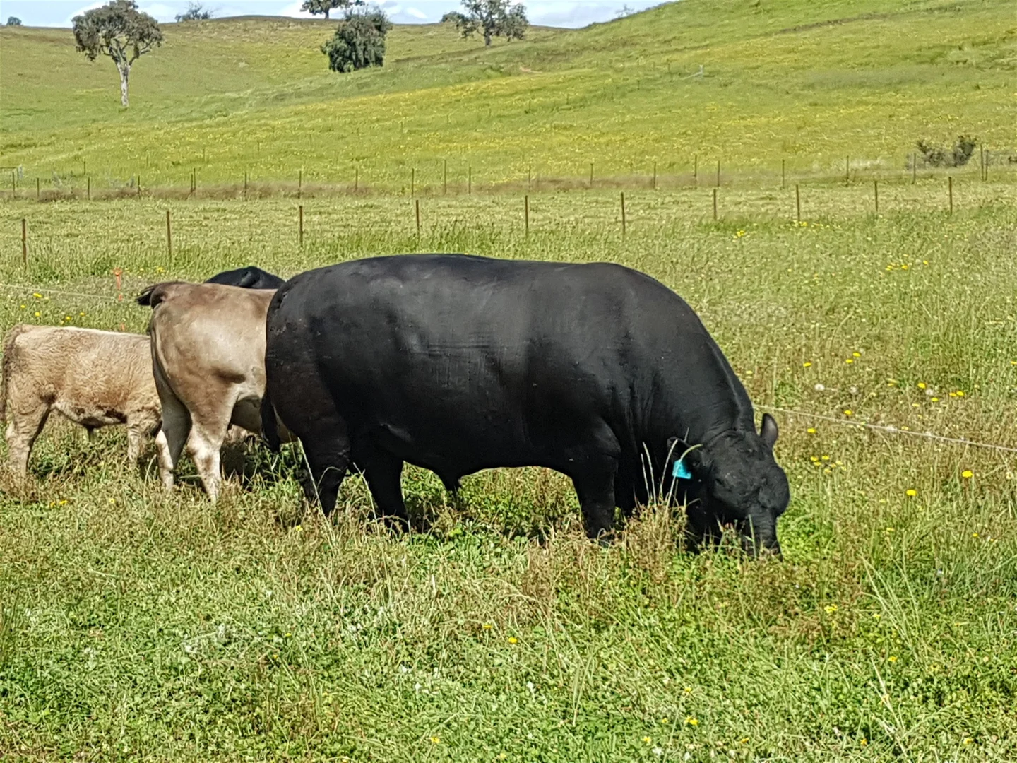 Additional image 8 of 3924 Hume Highway, Tarcutta NSW 2652