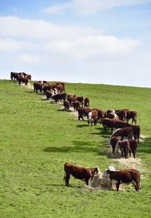 Additional image 5 of 65 McDowell Road, Ryanston VIC 3992