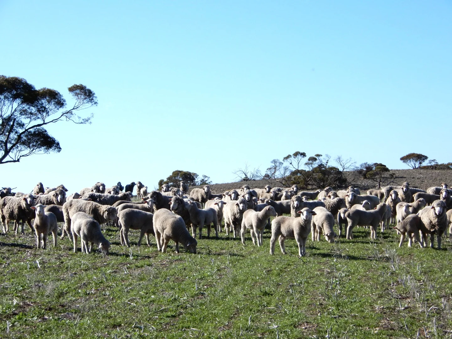 Additional image 6 of 281 Kielow Road, Peake SA 5301