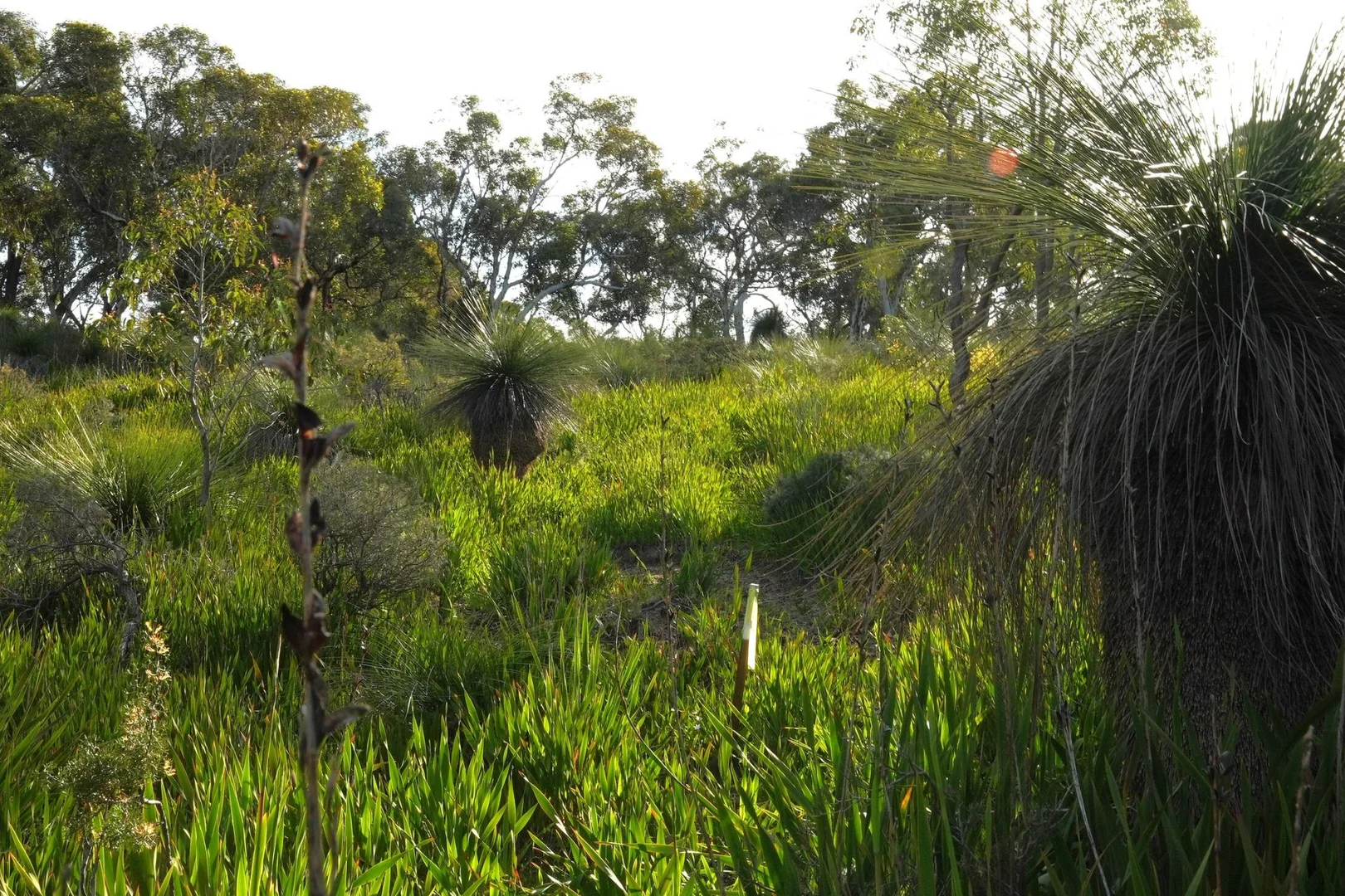 Additional image 9 of 245 Pechey Road, Swan View WA 6056