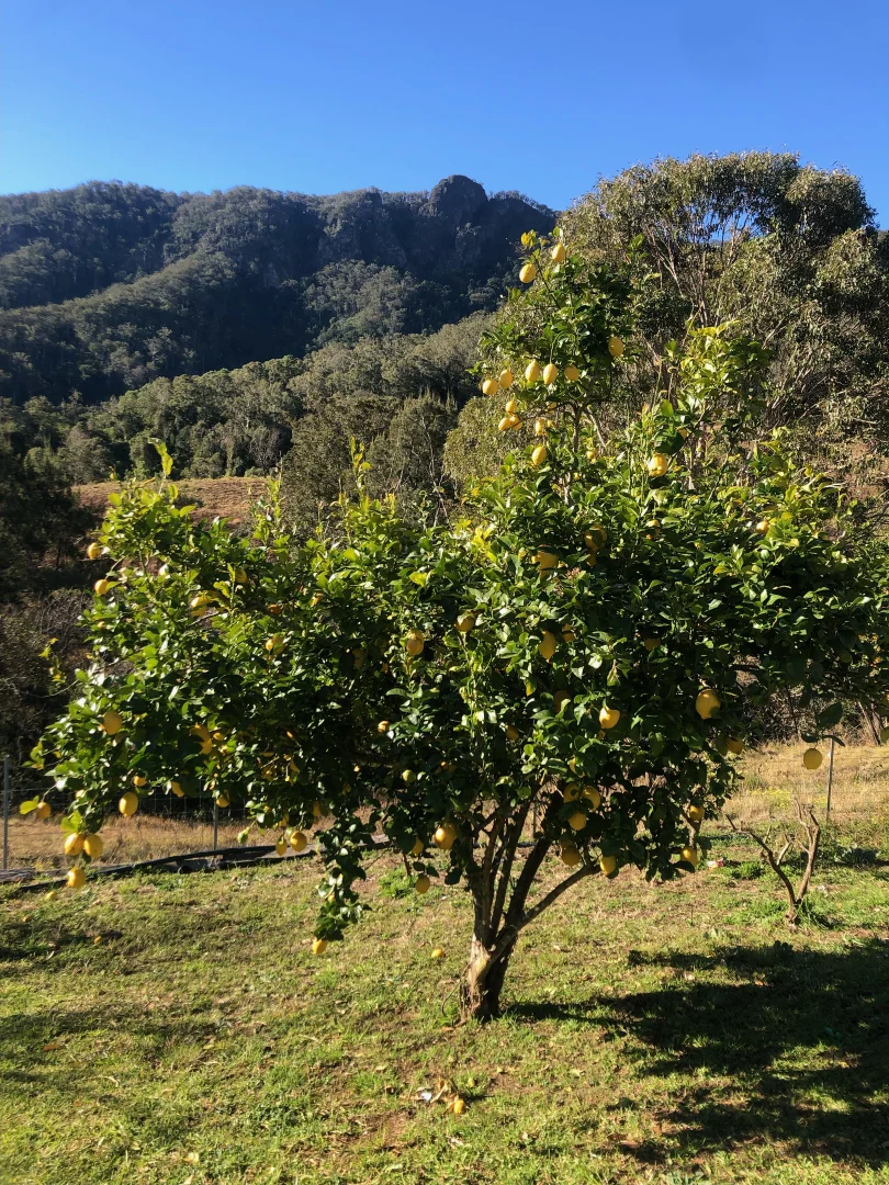 Additional image 24 of 1130 Curricabark Road, Gloucester NSW 2422