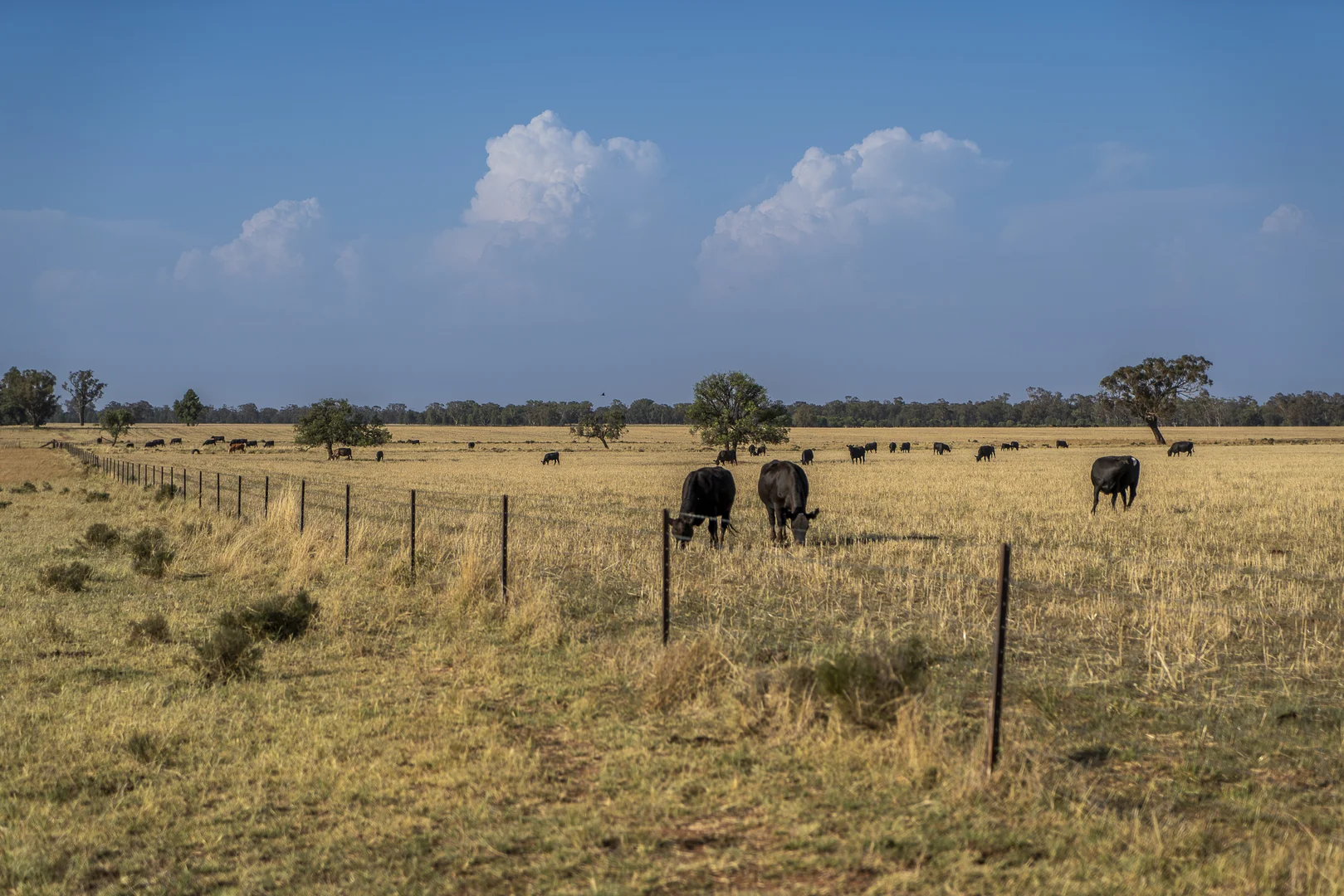 Additional image 3 of Mentone 1521 Bruie Plains Road, Trundle NSW 2875