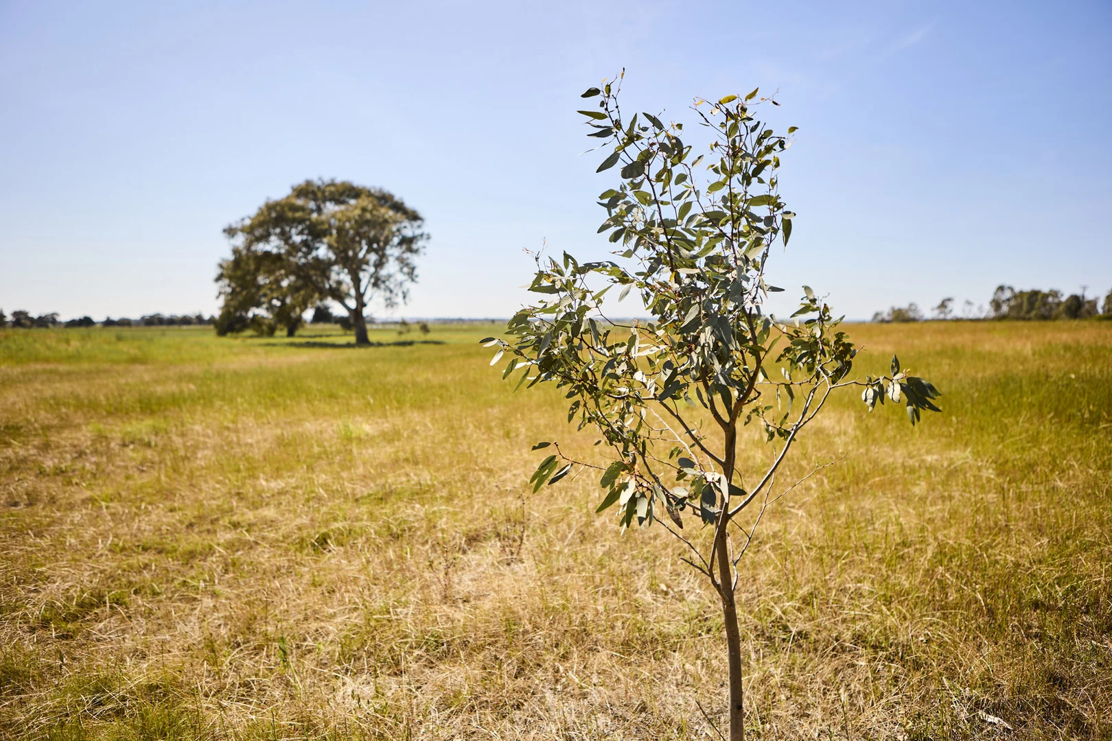 Additional image 4 of 641 Galanthus Street, Armstrong Creek VIC 3217