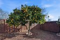 Additional image 45 of 6328 Zulmida Ave, Newark, CA, 94560