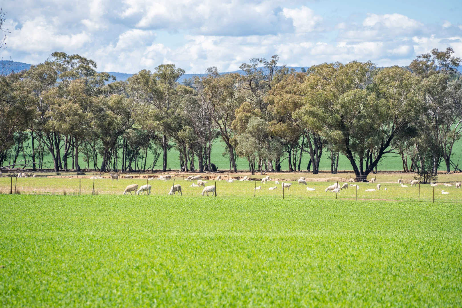 Additional image 20 of 100 Grahams Lane, Grenfell NSW 2810
