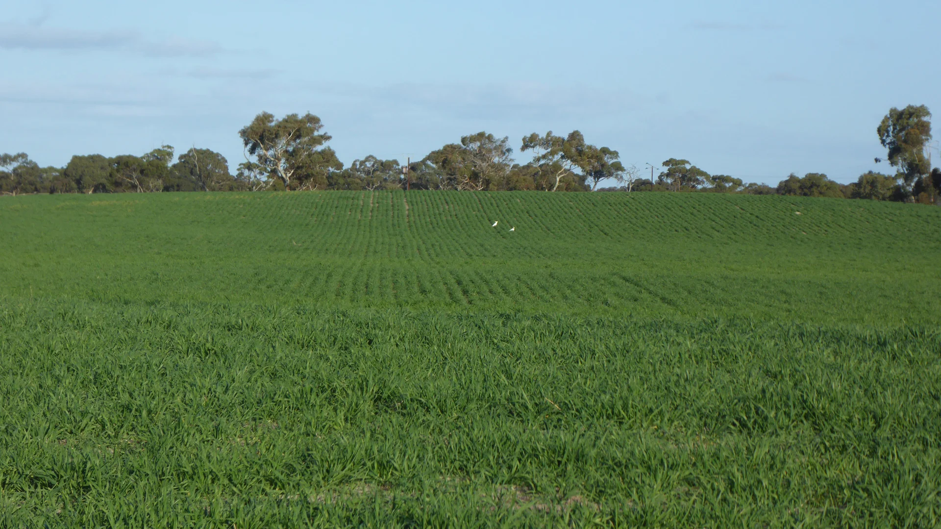 Additional image 5 of "Jacks" Sec 7 Schultz Road, Tintinara SA 5266