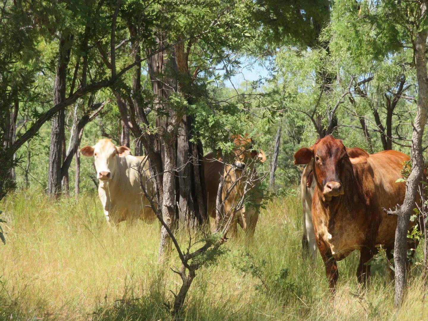 Additional image 32 of 2 Bolwarra Road, Chillagoe QLD 4871