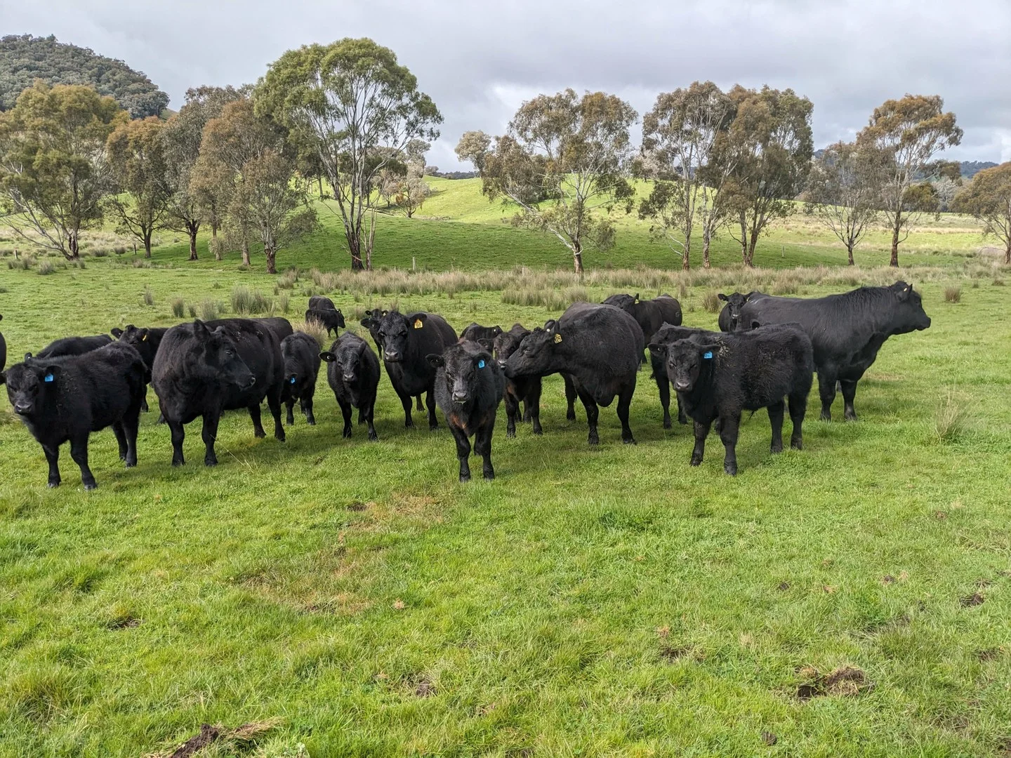 Additional image 5 of 409 McInnes Lane, Bobinawarrah VIC 3678